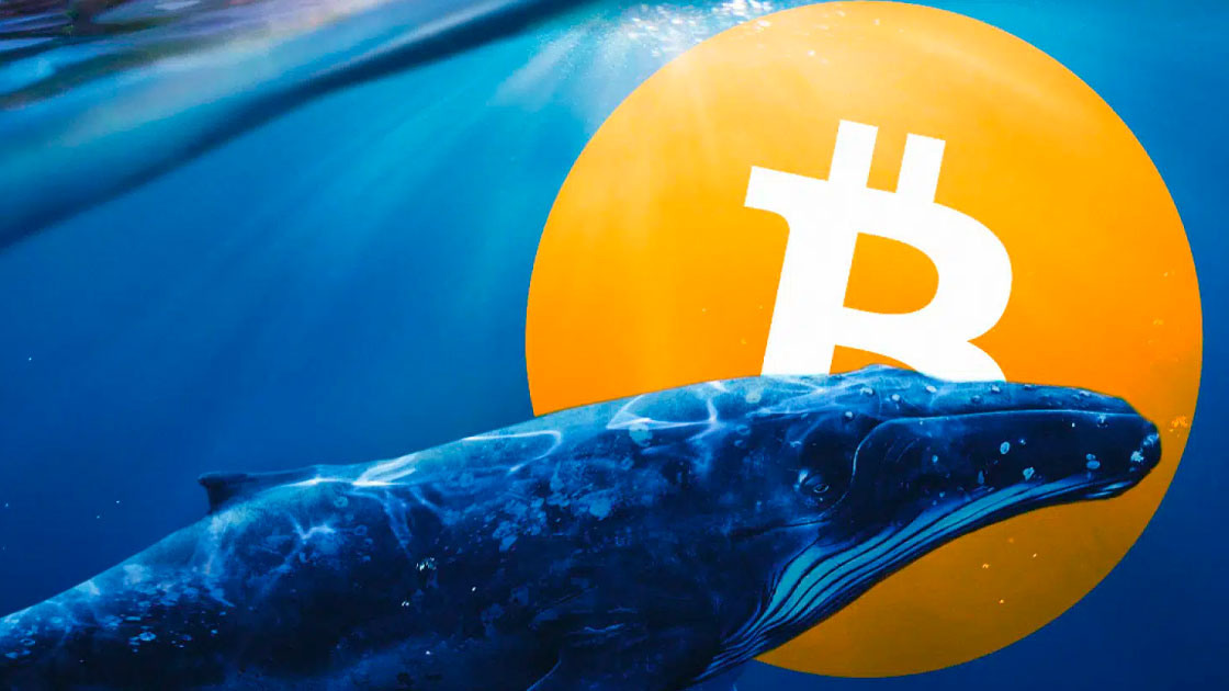 Bitcoin whales                                    