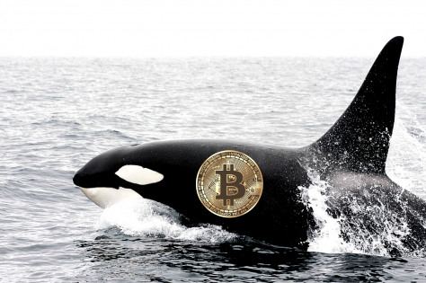 Bitcoin Whales                                    