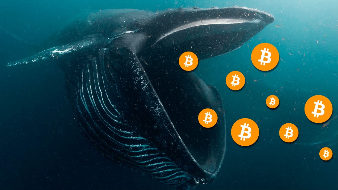 Crypto whales                                     