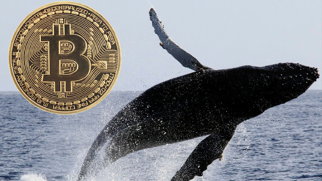 Bitcoin whales statistics                         