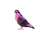 Pigeon Sol